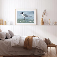 Laughing Gull Beach Print