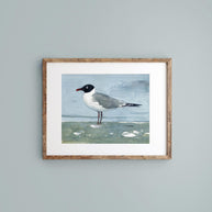 Laughing Gull Beach Print