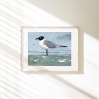 Laughing Gull Beach Print