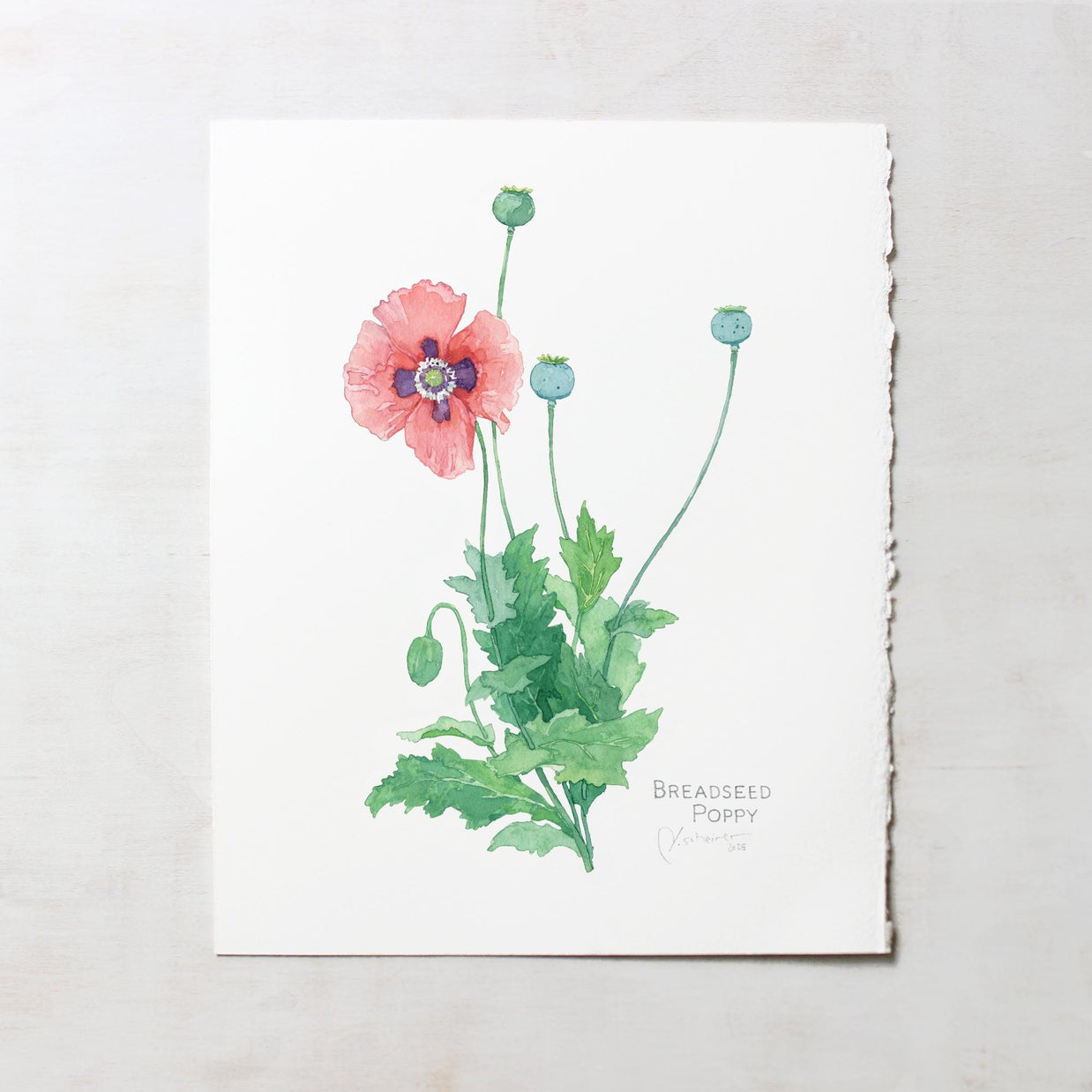 Original Bread Seed Poppy Painting