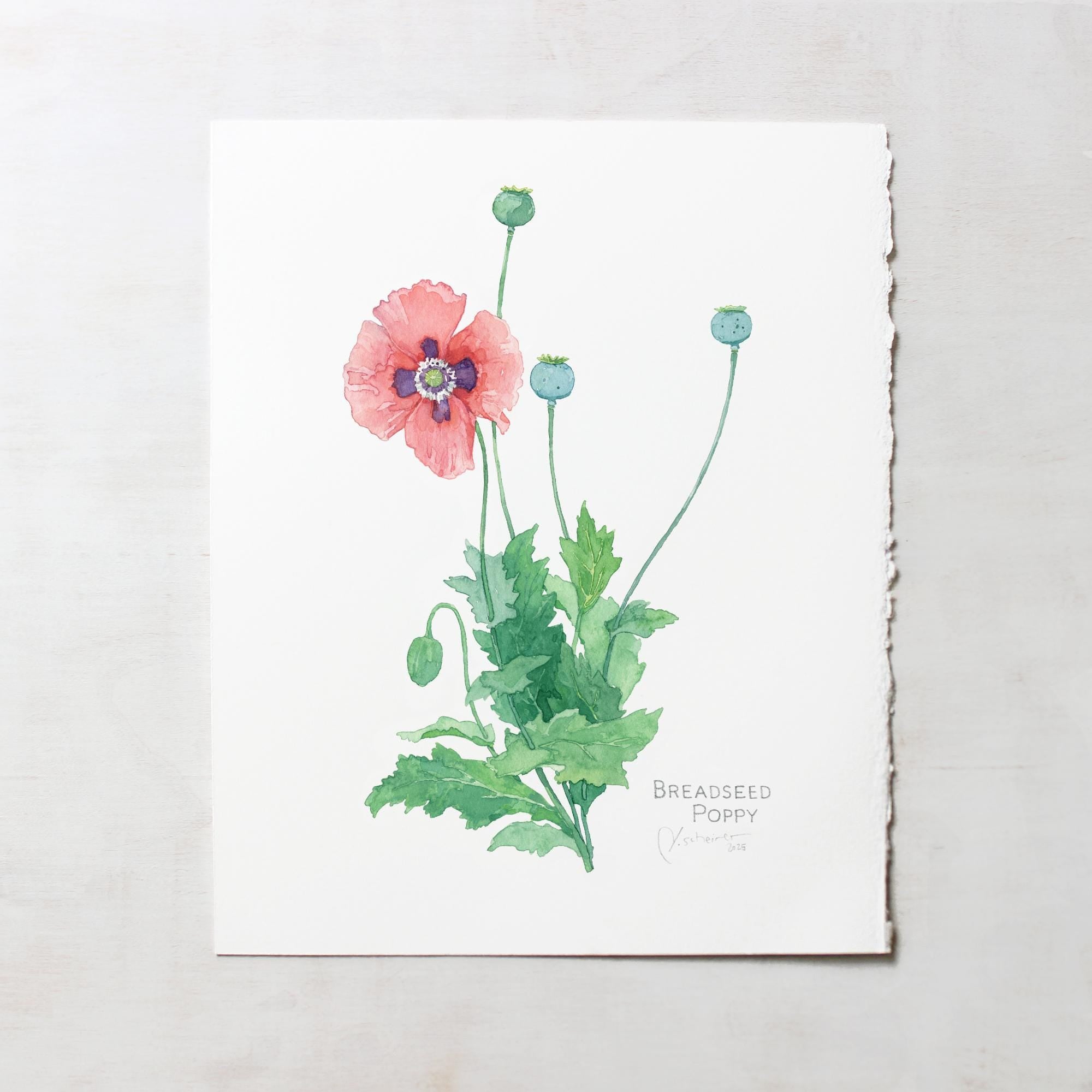 Original Bread Seed Poppy Painting