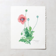 Original Bread Seed Poppy Painting