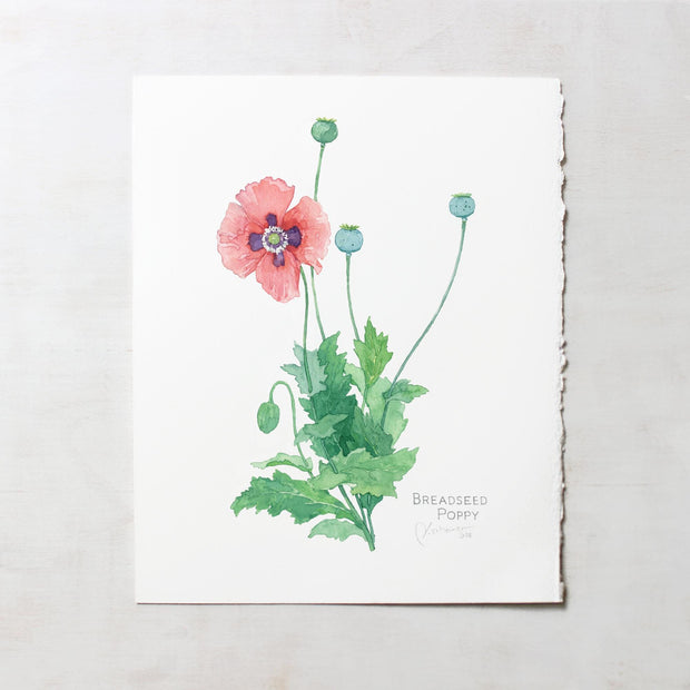 Original Bread Seed Poppy Painting