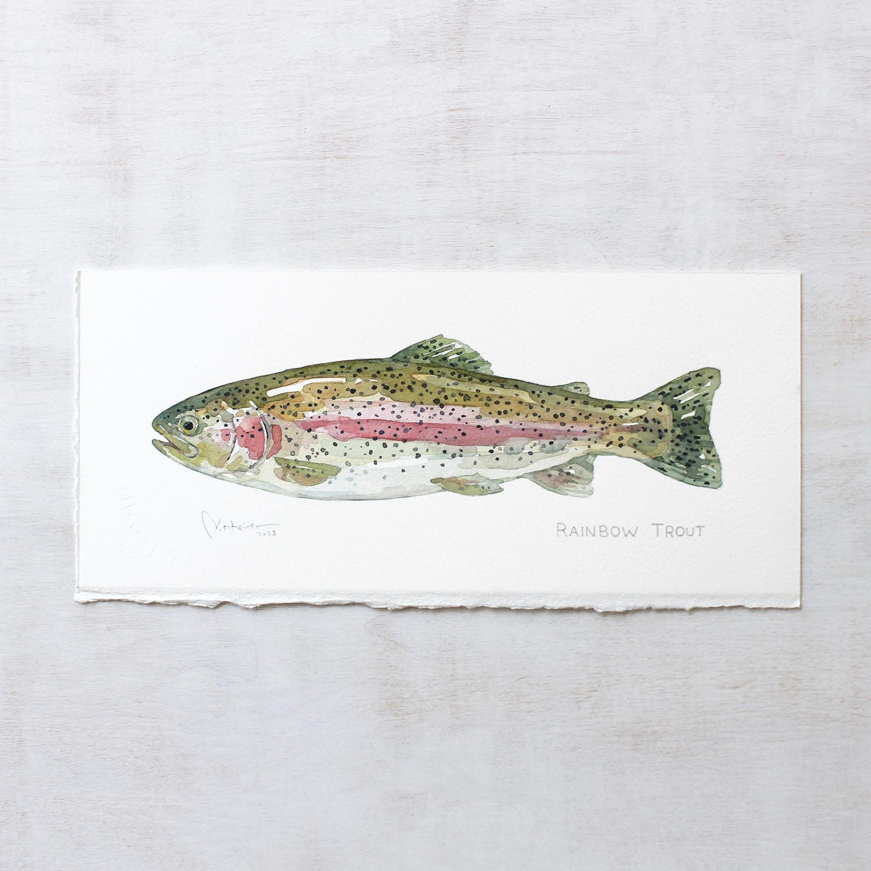 Original Watercolor Rainbow Trout Fish Painting