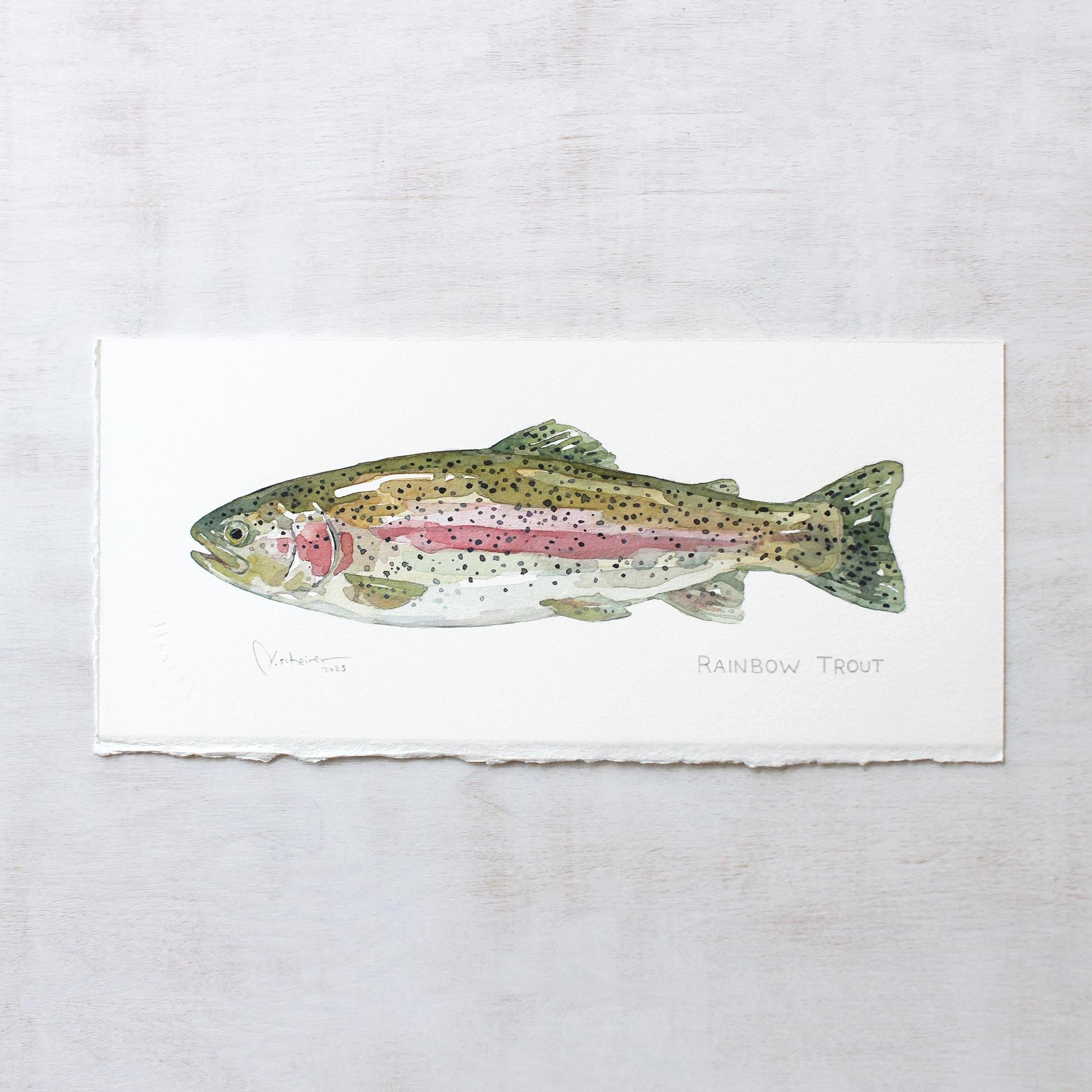 Original Watercolor Rainbow Trout Fish Painting
