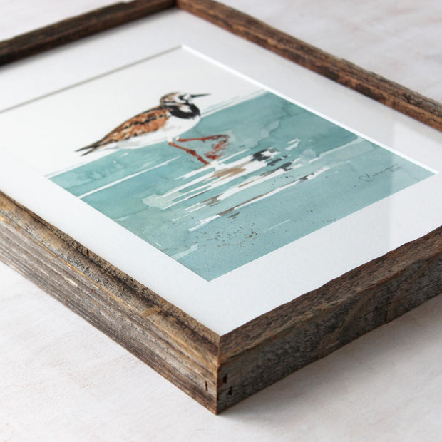 Framed Original Watercolor Shorebird Ruddy Turnstone Painting