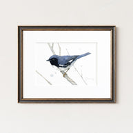 Black Throated Blue Warbler Print