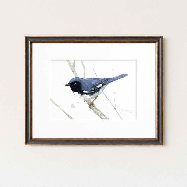Black Throated Blue Warbler Print