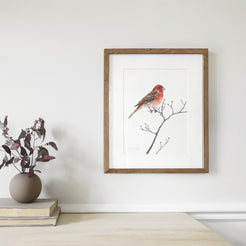 House Finch on Dogwood Branch Print