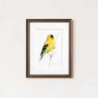 Goldfinch in Grass Print