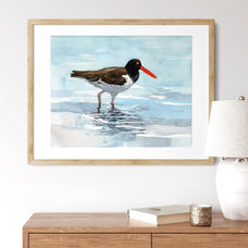 American Oystercatcher Print