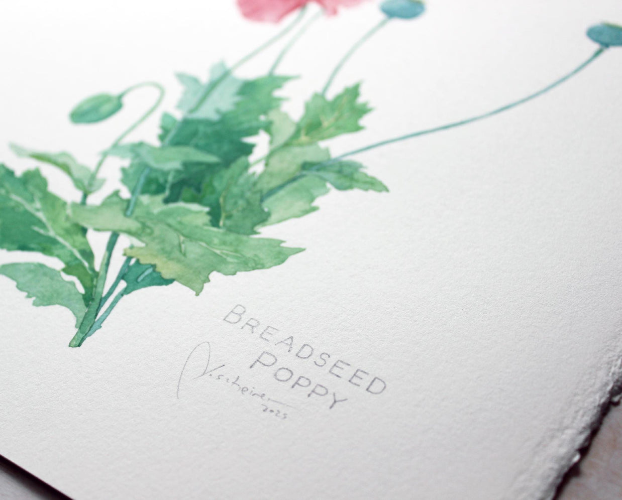 Original Bread Seed Poppy Painting