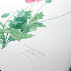 Original Bread Seed Poppy Painting