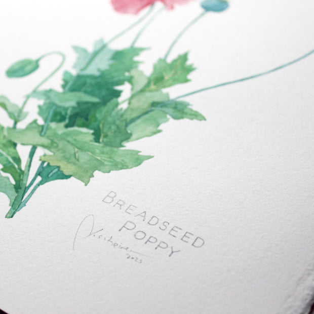 Original Bread Seed Poppy Painting