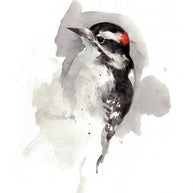 Downy Woodpecker Print