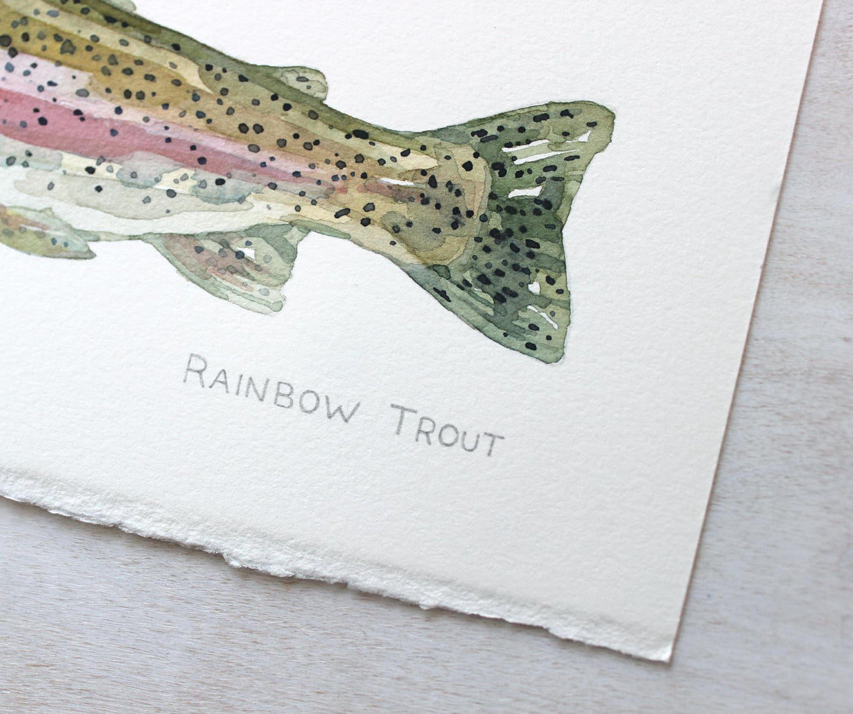 Original Watercolor Rainbow Trout Fish Painting