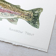Original Watercolor Rainbow Trout Fish Painting