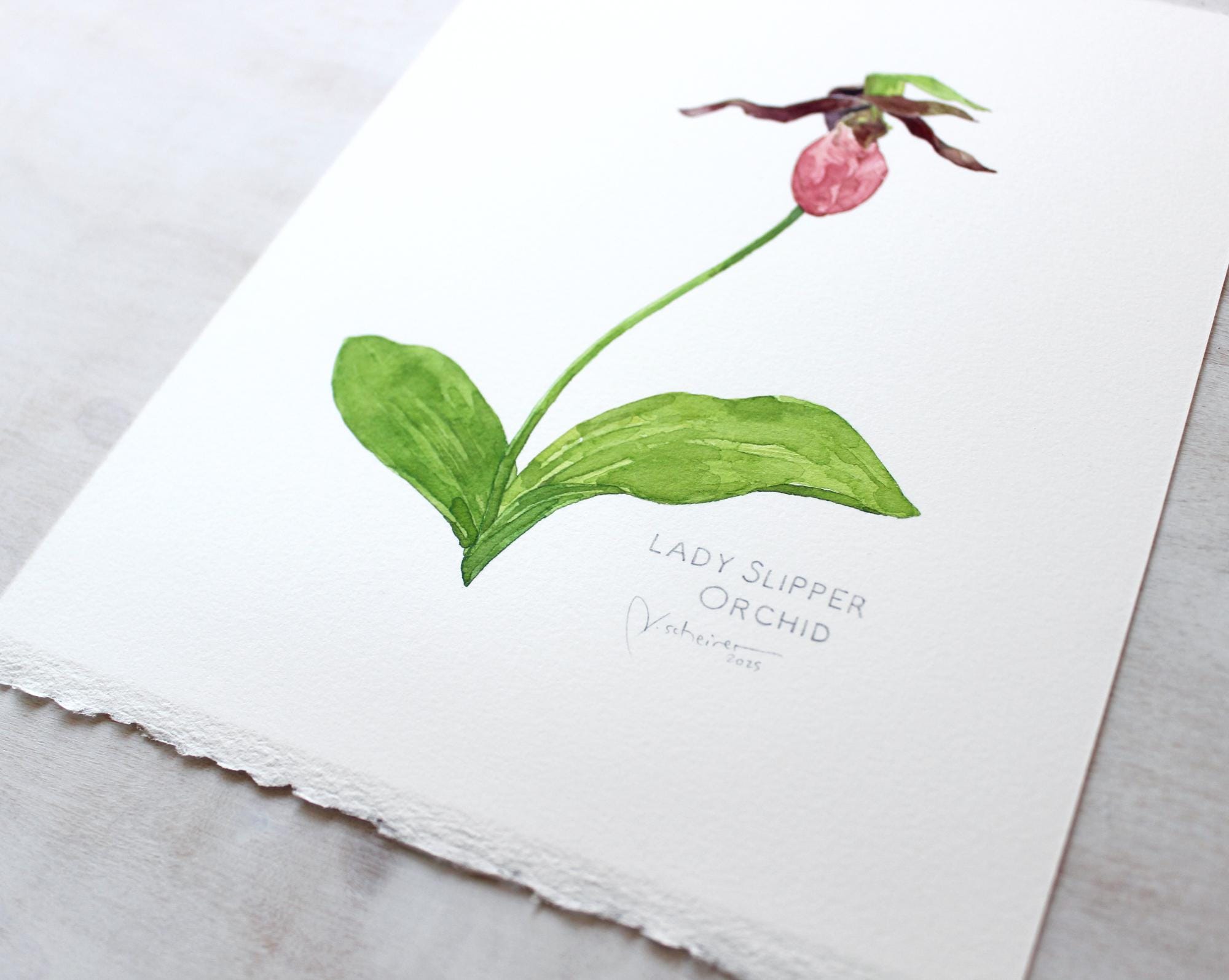 Original Watercolor Lady Slipper Orchid Painting