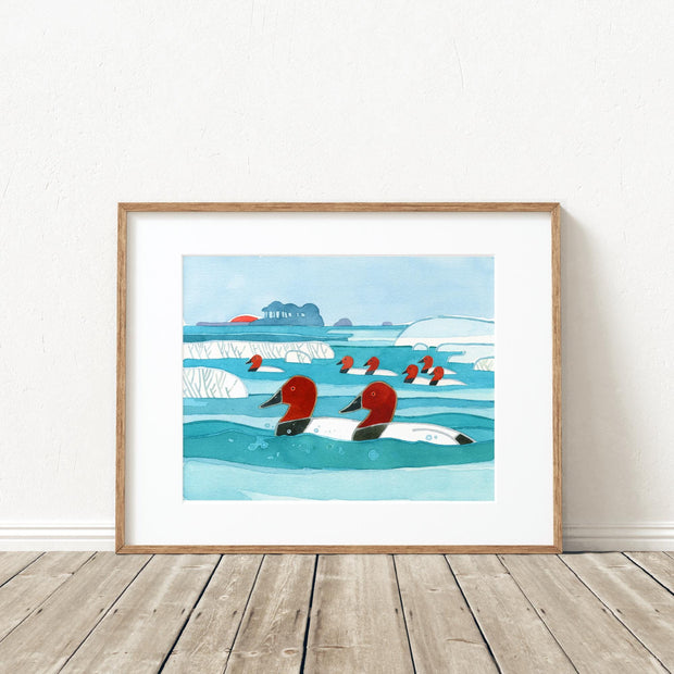 Canvasbacks Ducks in Winter Print
