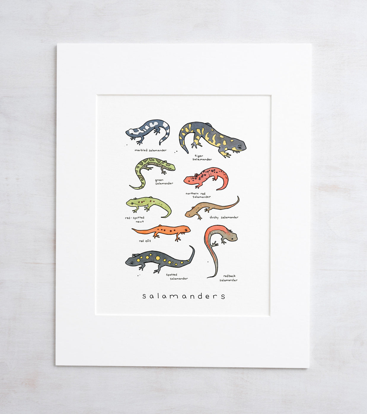 Salamanders Chart Print