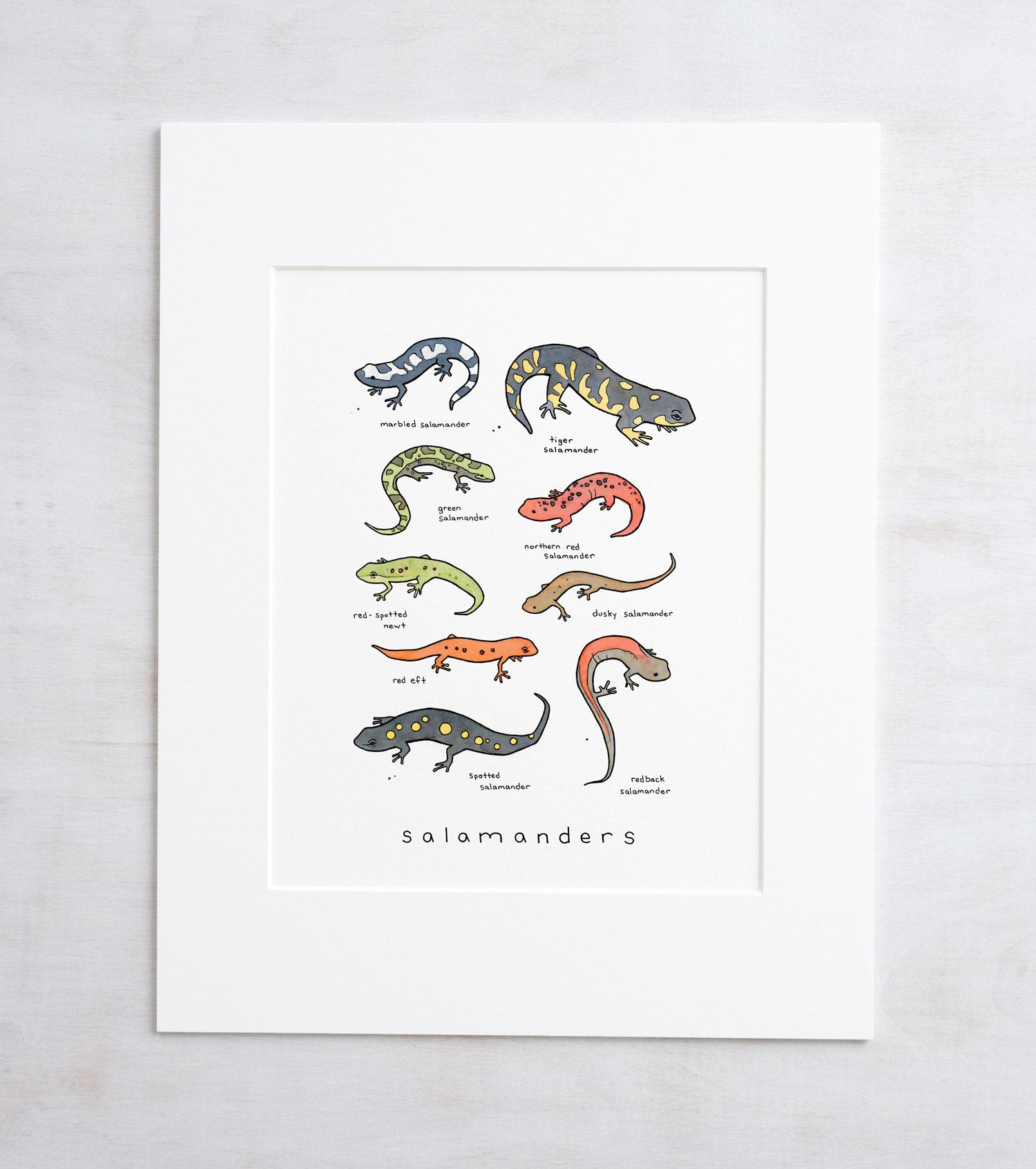 Salamanders Chart Print