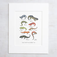 Salamanders Chart Print
