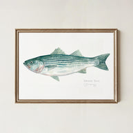 Striped Bass Print