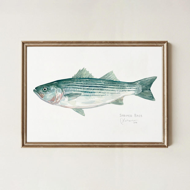 Striped Bass Print