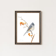 Tufted Titmouse on Bittersweet Print
