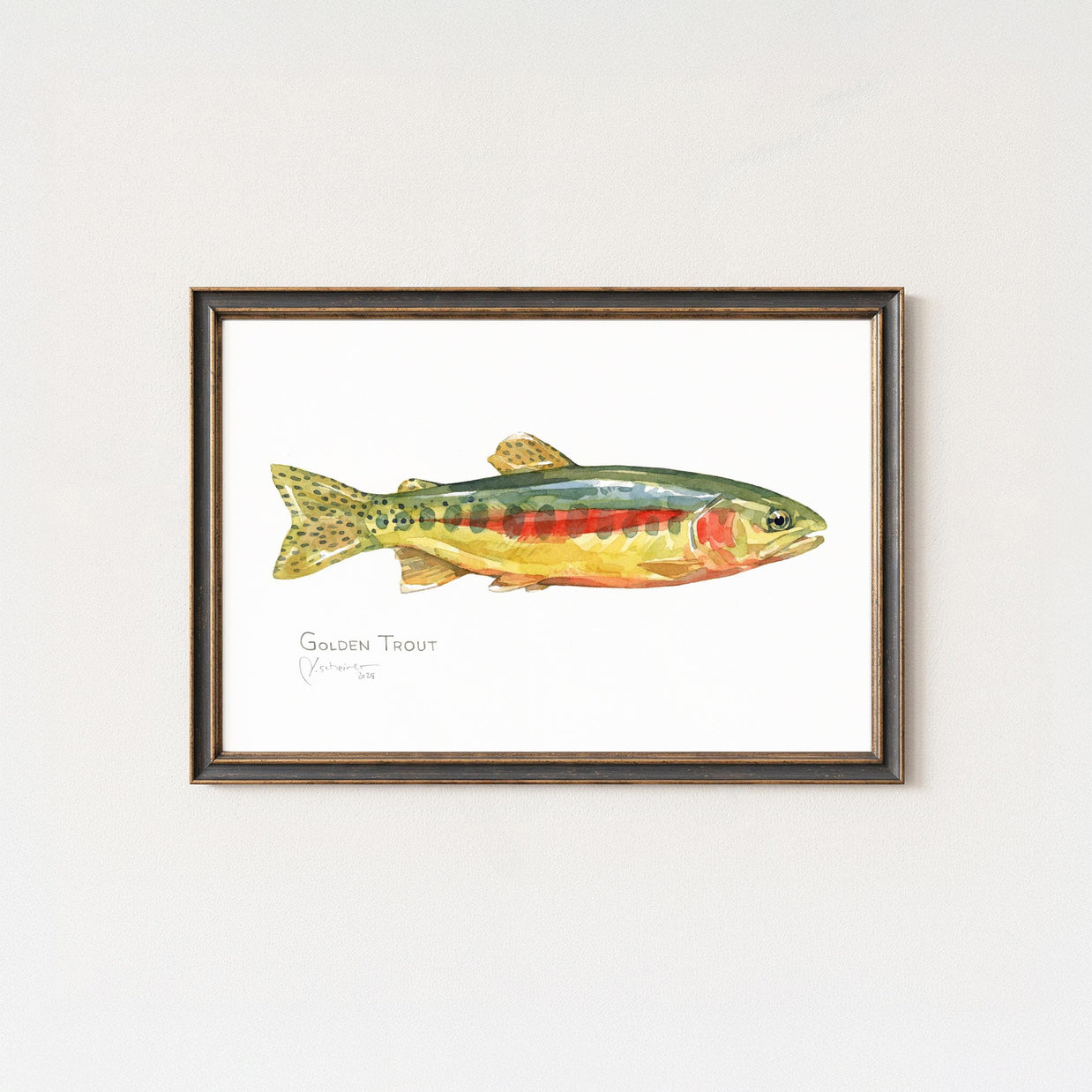 Golden Trout Print: