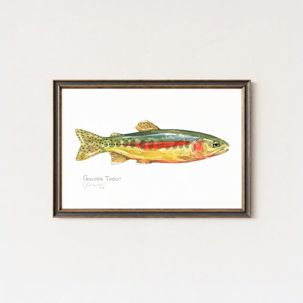 Golden Trout Print: