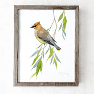 Cedar Waxwing Watercolor Print