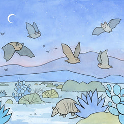 Bats and Armadillo Southwest Desert Print