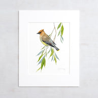 Cedar Waxwing Watercolor Print