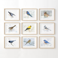 Tufted Titmouse Bird Print