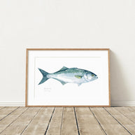 Bluefish Print
