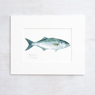 Bluefish Print