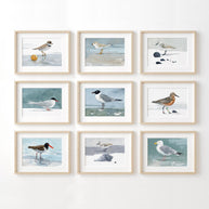 Laughing Gull Beach Print