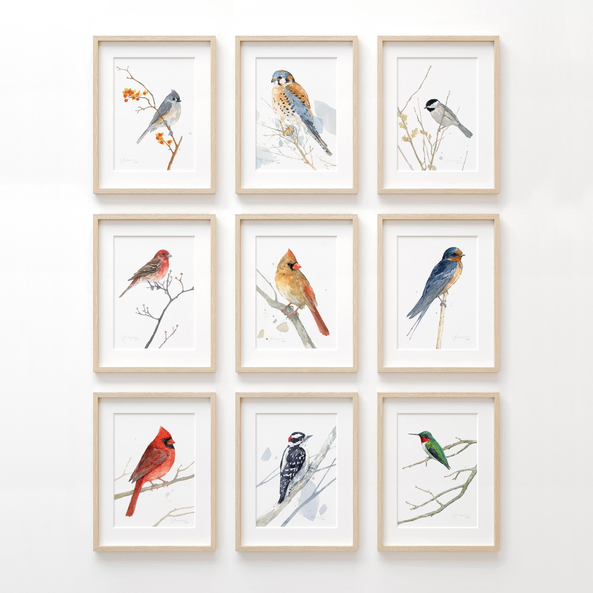 Downy Woodpecker Print