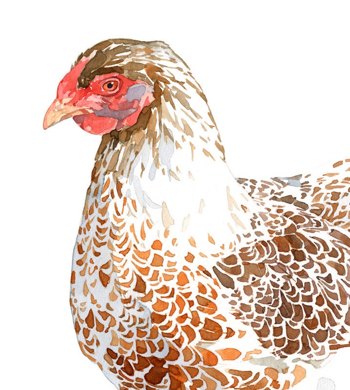 Chicken Watercolor Print