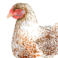 Chicken Watercolor Print