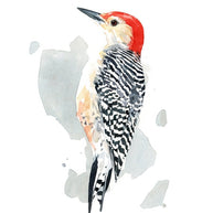 Red-bellied Woodpecker Print