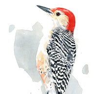Red-bellied Woodpecker Print