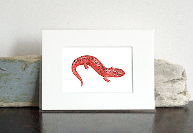 Red Salamander Print