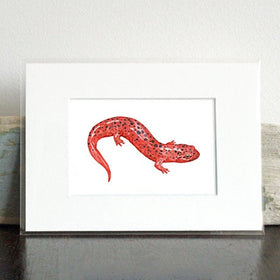 Red Salamander Print