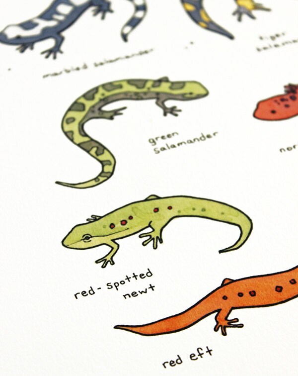 Salamanders Chart Print