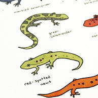 Salamanders Chart Print