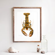 Rare Calico Lobster Print