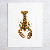 Rare Calico Lobster Print