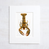 Rare Calico Lobster Print